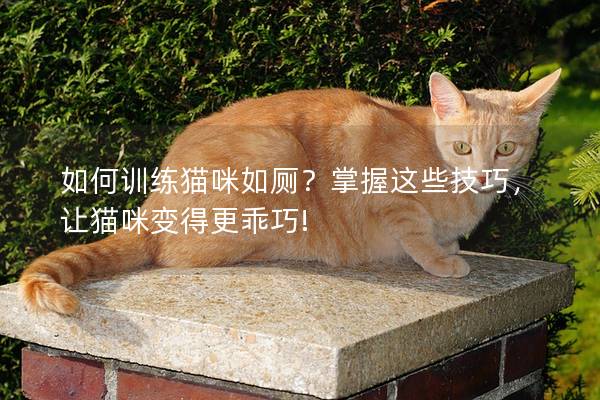 如何训练猫咪如厕？掌握这些技巧，让猫咪变得更乖巧!