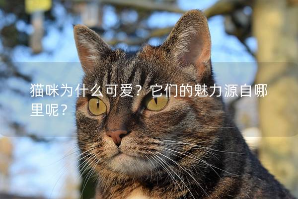 猫咪为什么可爱？它们的魅力源自哪里呢？