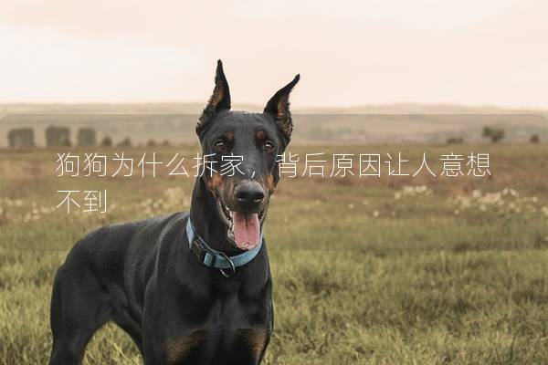 狗狗为什么拆家，背后原因让人意想不到