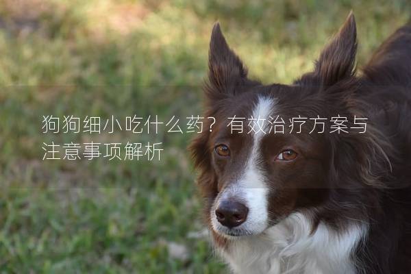狗狗细小吃什么药？有效治疗方案与注意事项解析