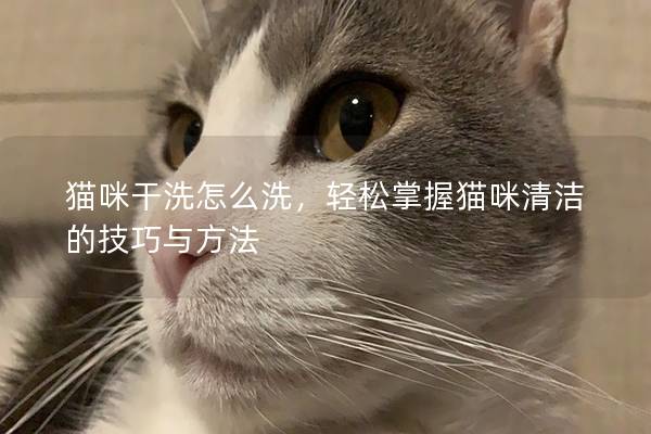 猫咪干洗怎么洗，轻松掌握猫咪清洁的技巧与方法