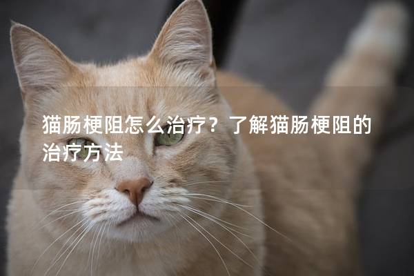 猫肠梗阻怎么治疗？了解猫肠梗阻的治疗方法