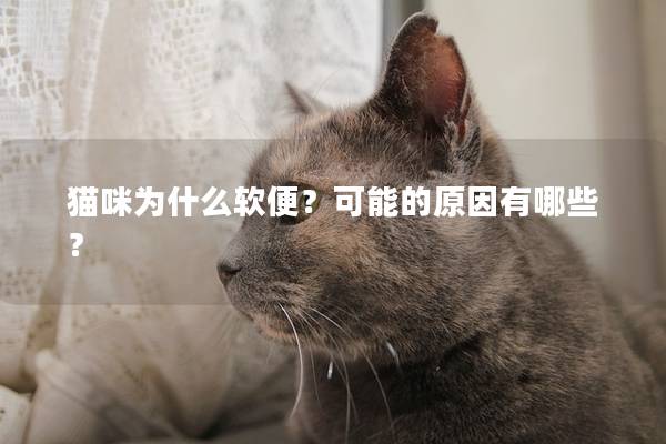 猫咪为什么软便？可能的原因有哪些？