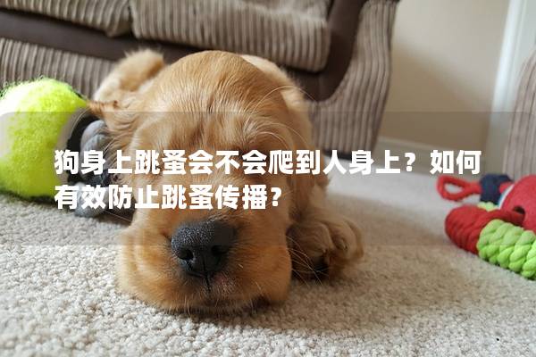 狗身上跳蚤会不会爬到人身上？如何有效防止跳蚤传播？