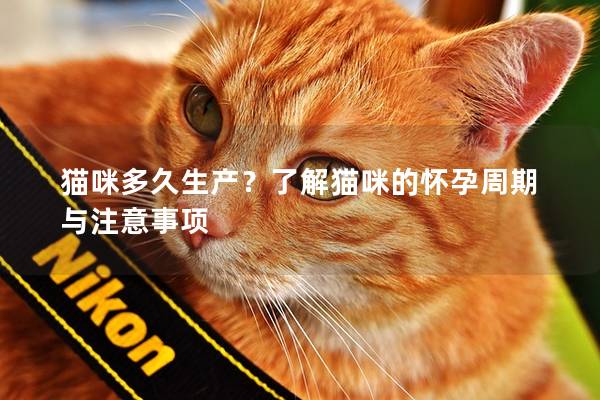 猫咪多久生产？了解猫咪的怀孕周期与注意事项