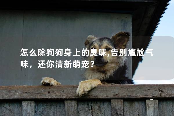 怎么除狗狗身上的臭味,告别尴尬气味，还你清新萌宠？