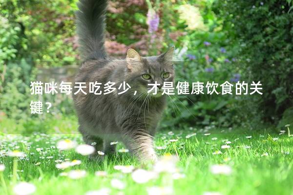 猫咪每天吃多少，才是健康饮食的关键？