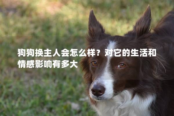 狗狗换主人会怎么样？对它的生活和情感影响有多大