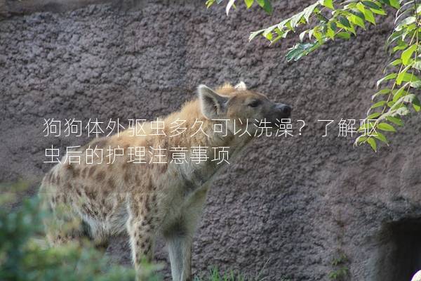 狗狗体外驱虫多久可以洗澡？了解驱虫后的护理注意事项