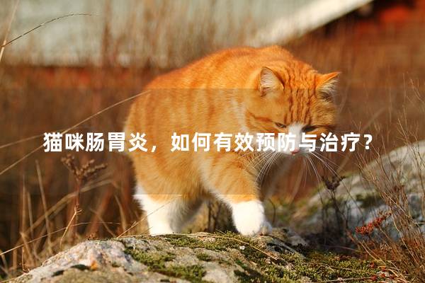 猫咪肠胃炎，如何有效预防与治疗？