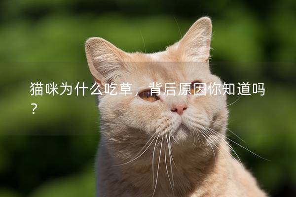 猫咪为什么吃草，背后原因你知道吗？