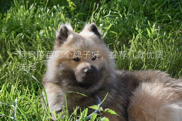 狗狗疫苗哪个牌子好，推荐几款优质选择