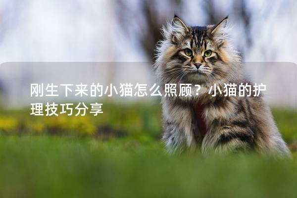 刚生下来的小猫怎么照顾？小猫的护理技巧分享