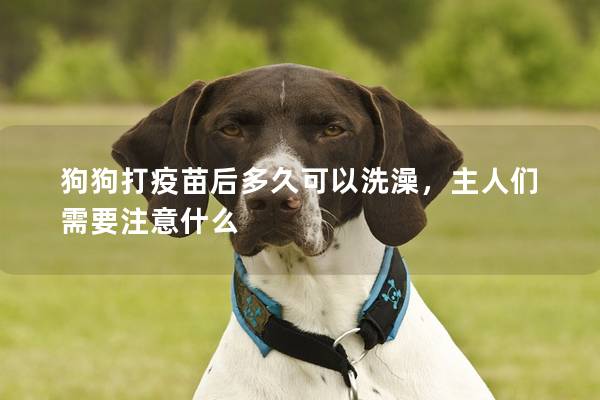 狗狗打疫苗后多久可以洗澡，主人们需要注意什么