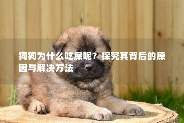 狗狗为什么吃屎呢？探究其背后的原因与解决方法