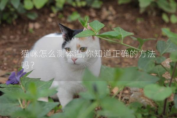 猫咪怎么测体温,你知道正确的方法吗？