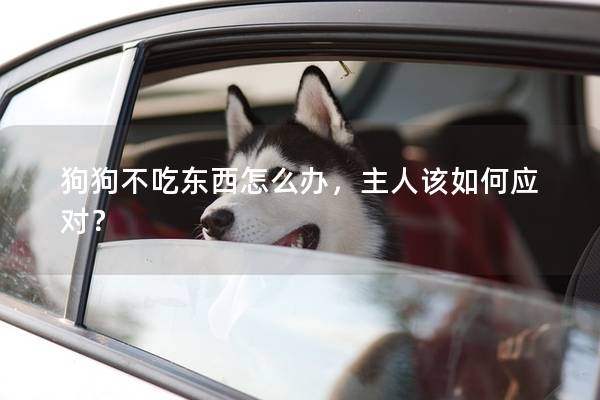 狗狗不吃东西怎么办，主人该如何应对？