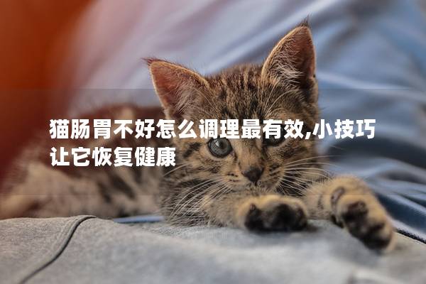 猫肠胃不好怎么调理最有效,小技巧让它恢复健康