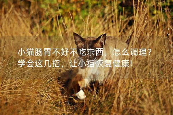 小猫肠胃不好不吃东西，怎么调理？学会这几招，让小猫恢复健康!