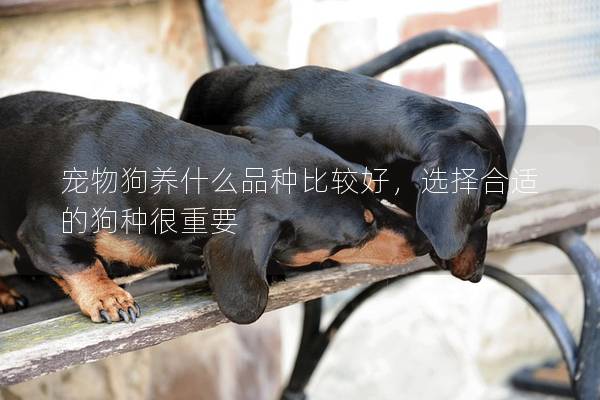 宠物狗养什么品种比较好，选择合适的狗种很重要