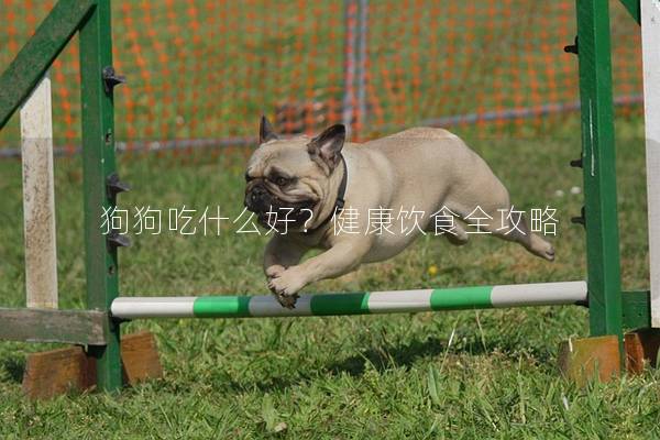 狗狗吃什么好？健康饮食全攻略