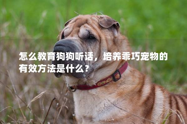 怎么教育狗狗听话，培养乖巧宠物的有效方法是什么？