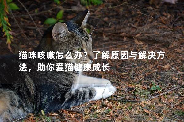 猫咪咳嗽怎么办？了解原因与解决方法，助你爱猫健康成长