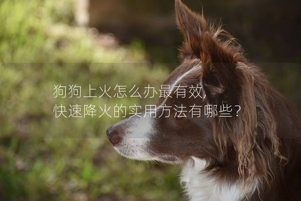 狗狗上火怎么办最有效, 快速降火的实用方法有哪些？