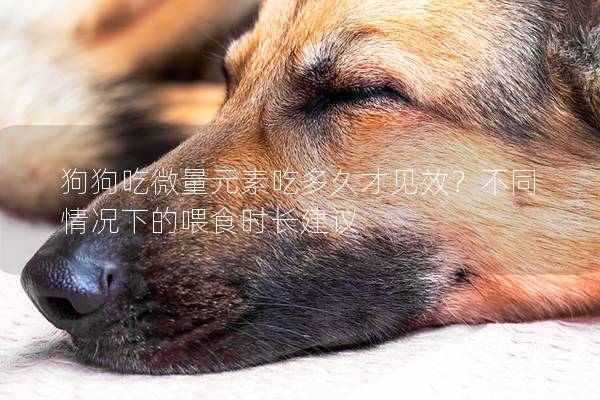 狗狗吃微量元素吃多久才见效？不同情况下的喂食时长建议