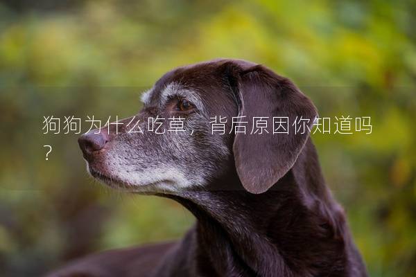 狗狗为什么吃草，背后原因你知道吗？