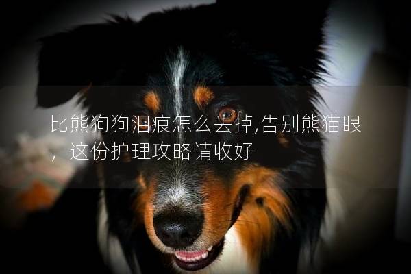 比熊狗狗泪痕怎么去掉,告别熊猫眼，这份护理攻略请收好