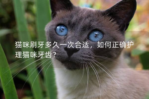 猫咪刷牙多久一次合适，如何正确护理猫咪牙齿？