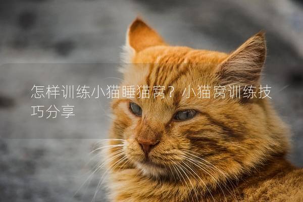 怎样训练小猫睡猫窝？小猫窝训练技巧分享