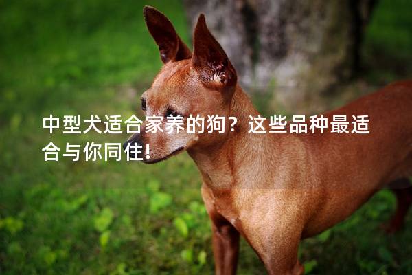 中型犬适合家养的狗？这些品种最适合与你同住!