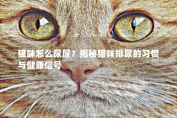 猫咪怎么尿尿？揭秘猫咪排尿的习惯与健康信号