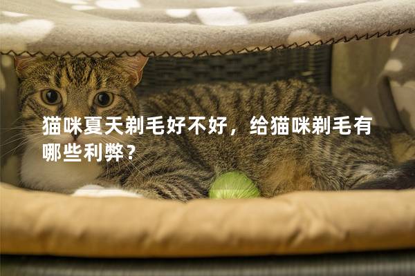 猫咪夏天剃毛好不好，给猫咪剃毛有哪些利弊？