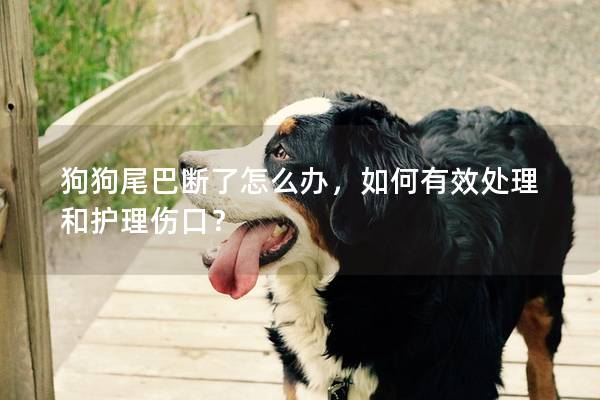 狗狗尾巴断了怎么办，如何有效处理和护理伤口？