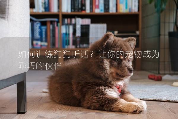 如何训练狗狗听话？让你的宠物成为乖巧的伙伴