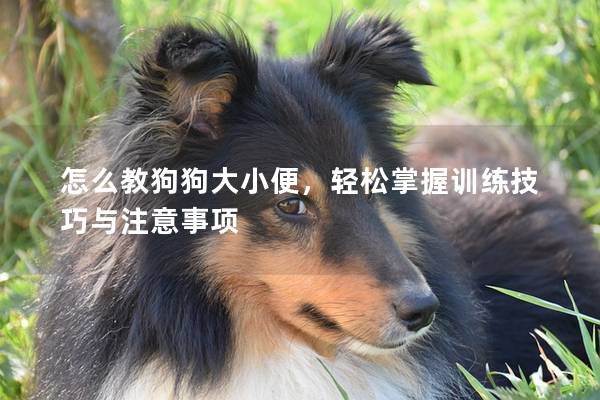 怎么教狗狗大小便，轻松掌握训练技巧与注意事项