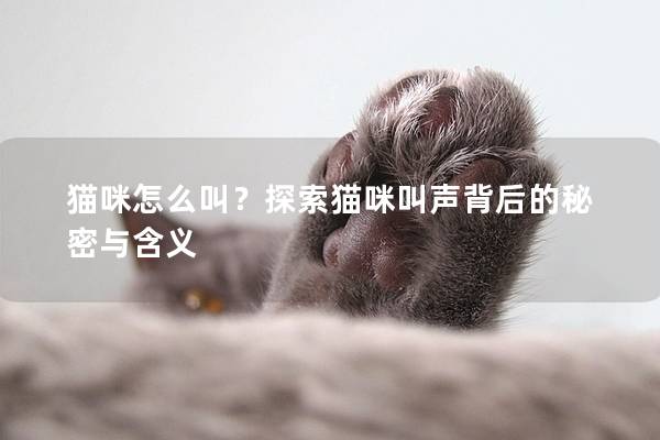 猫咪怎么叫？探索猫咪叫声背后的秘密与含义