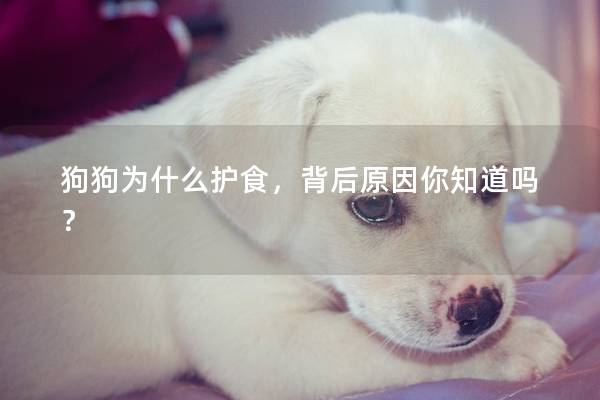 狗狗为什么护食，背后原因你知道吗？