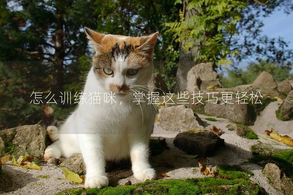 怎么训练猫咪，掌握这些技巧更轻松