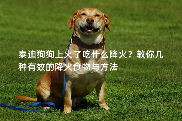 泰迪狗狗上火了吃什么降火？教你几种有效的降火食物与方法