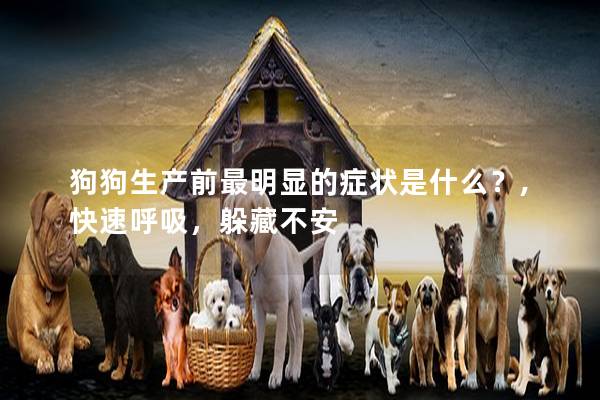 狗狗生产前最明显的症状是什么？,快速呼吸，躲藏不安