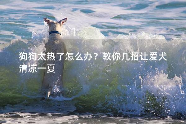 狗狗太热了怎么办？教你几招让爱犬清凉一夏