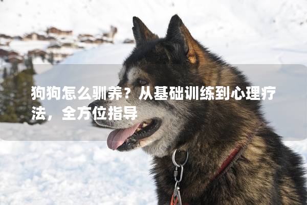 狗狗怎么驯养？从基础训练到心理疗法，全方位指导