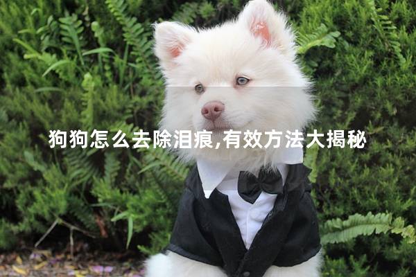 狗狗怎么去除泪痕,有效方法大揭秘