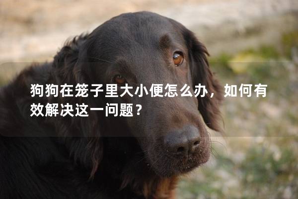 狗狗在笼子里大小便怎么办，如何有效解决这一问题？