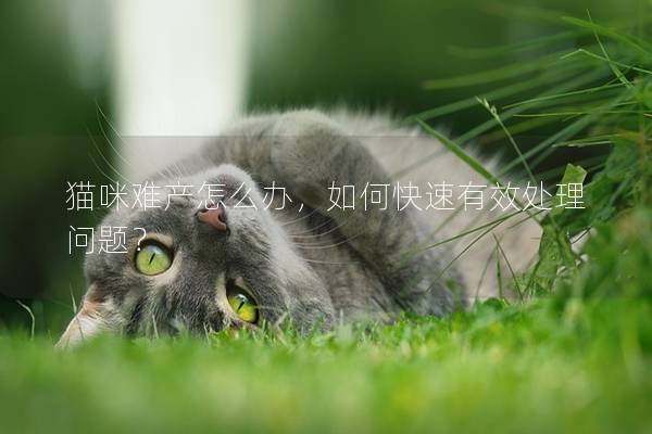 猫咪难产怎么办，如何快速有效处理问题？