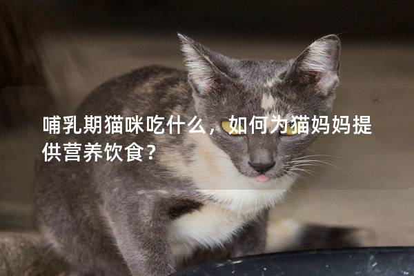 哺乳期猫咪吃什么，如何为猫妈妈提供营养饮食？